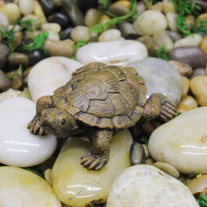 Simulation of Small Turtle Res - огляд і ціна Echeveria Succulent