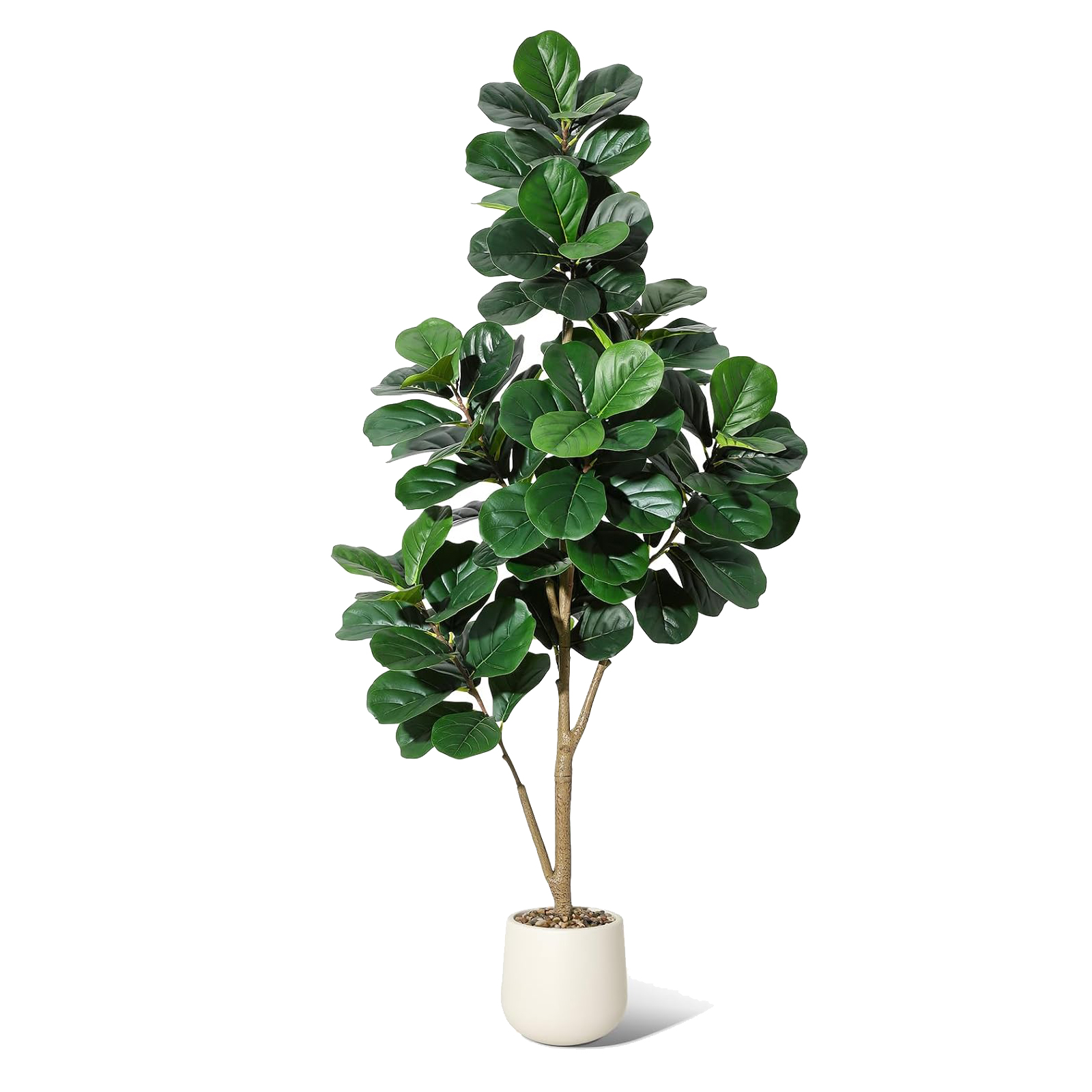 4-7 FT Fiddle Leaf Fig Tree Ar - огляд і ціна Ficus Lyrata Tree