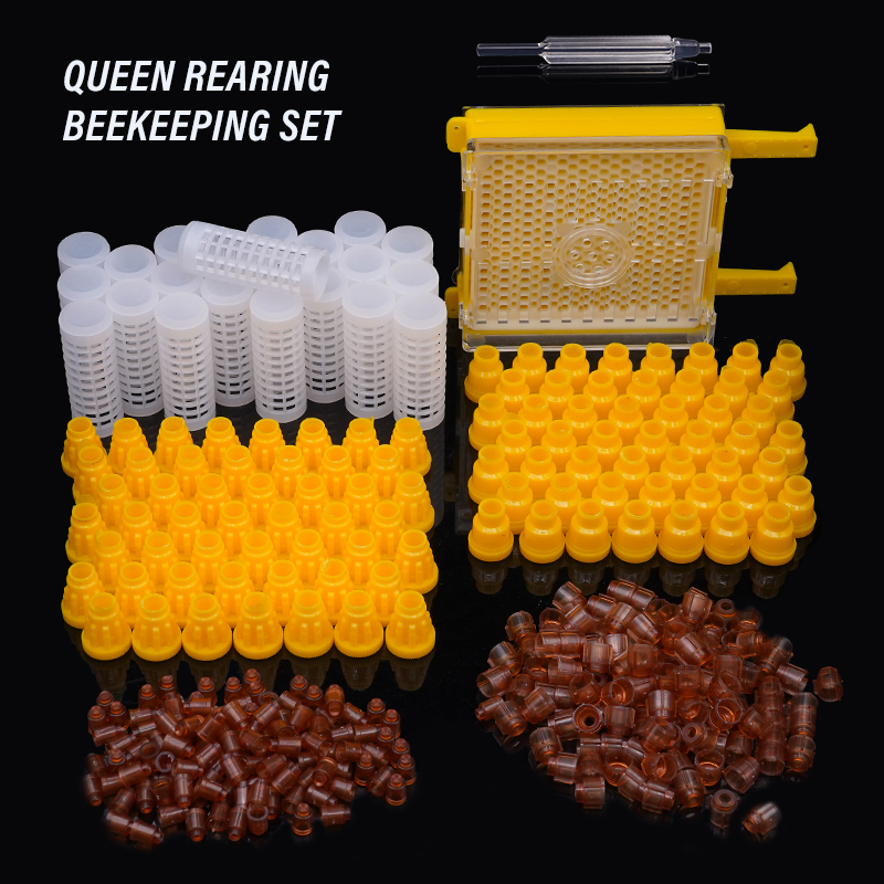 Germany Jenter Queen Rearing K - огляд і ціна Begonia Rex