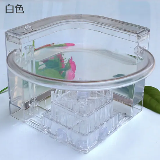 Ant Workshop Roller Coaster Ec - огляд і ціна Begonia Rex